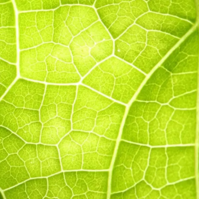  Vention pattern on a green leaf